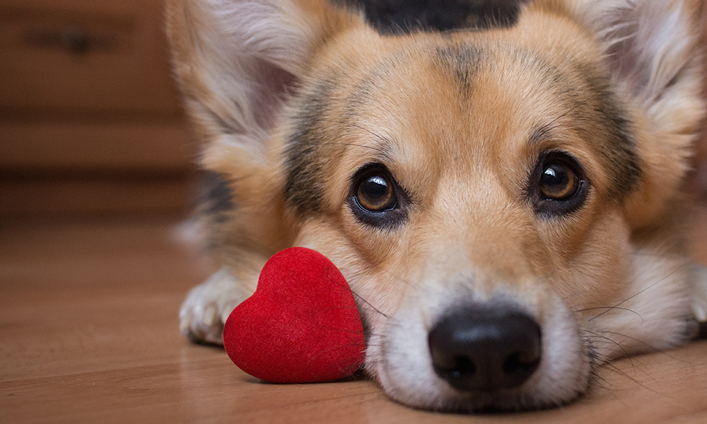 Dog With Heart Toy Celebrating American Heart Month